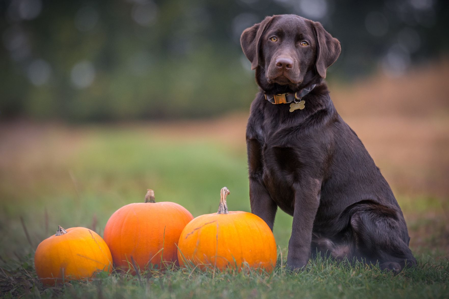 Ben Hanson, Unsplash - Dog with Pumpkins.jpg